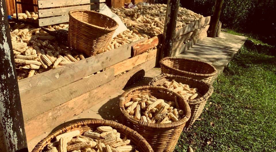 სამეგრელოს სოფლებში შემოდგომის პირველ მოსავალს აბინავებენ (ფოტორეპორტაჟი)