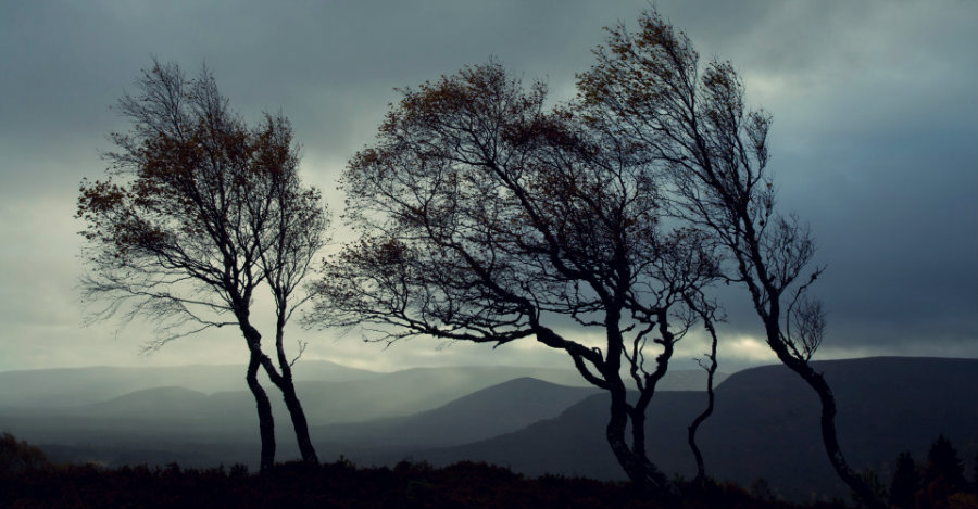 ძლიერმა ქარმა სამეგრელოს რეგიონში პრობლემები შექმნა