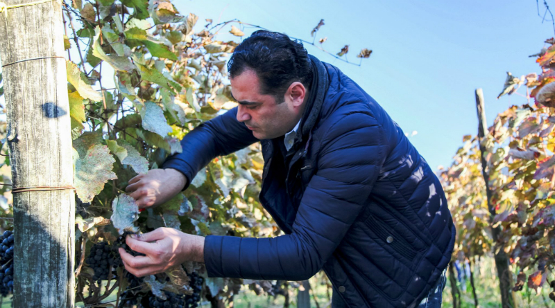 მარტვილში ოჯალეშის რთველი მიმდინარეობს