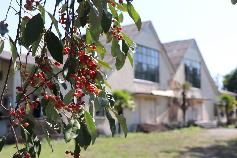 ხობში, ახალი სოფლის და საგვიჩიოს ბაღის რეაბილიტაცია მიმდინარეობს