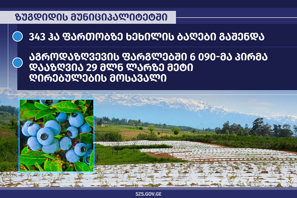 ზუგდიდში 343 ჰა ფართობზე ხეხილის ახალი ბაღები გაშენდა