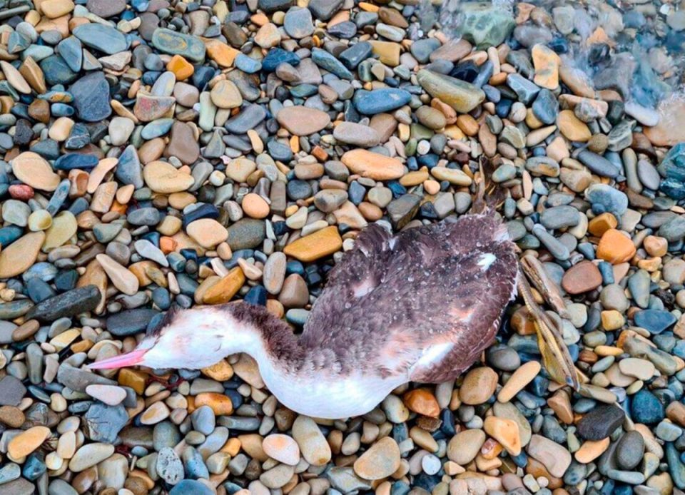 ოკუპირებულ აფხაზეთში გადამფრენი ფრინველები მასიურად იღუპება