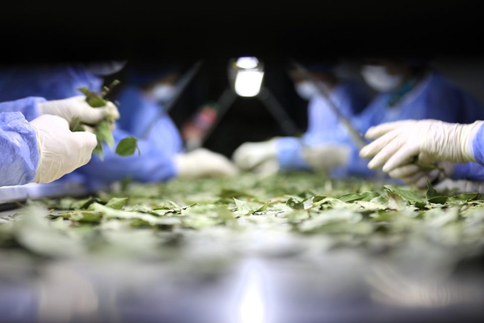 სამინისტრო: ექსპორტირებულია 23.8 მლნ აშშ დოლარის ღირებულების 5.7 ათასი ტონა დაფნის ფოთოლი